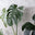 Ruby Flora: Healthy Houseplants and Plant Shop in Pittsburgh logo