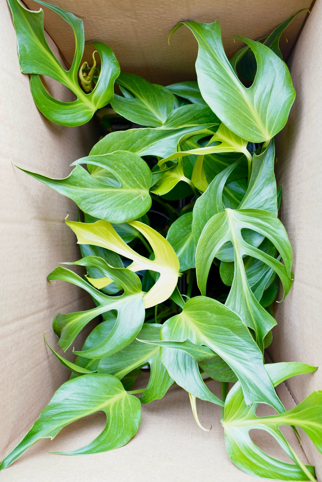 monstera burle marx flame