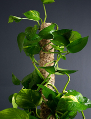 Blonde Moss 24" Pole