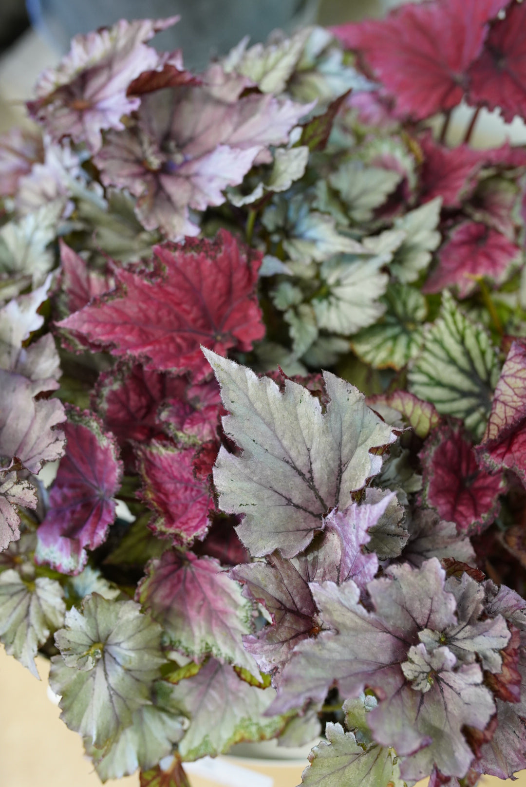 A close-up of assorted rex begonia leaves showing a variety of colors including green, red, and purple.