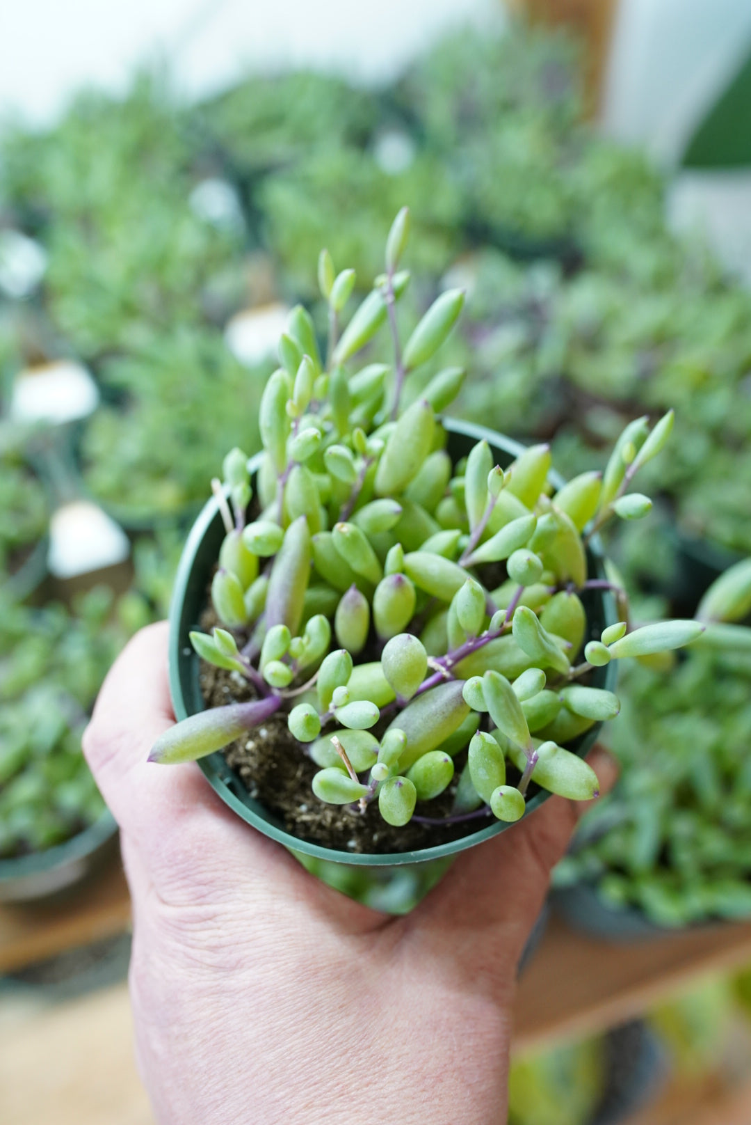 A potted Othonna capensis 'Ruby Necklace' plant with green leaves and purple stems, held in front of a background of similar plants.