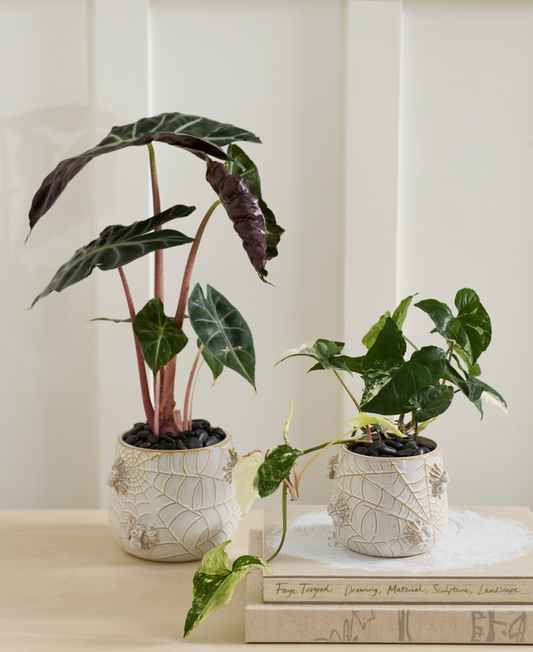 White Spider Planter