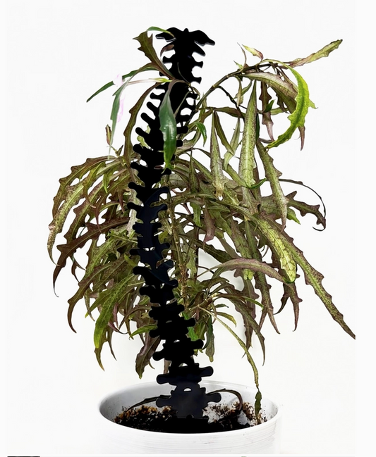 Spine Trellis