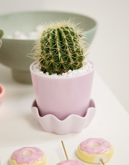 Springvale Planter