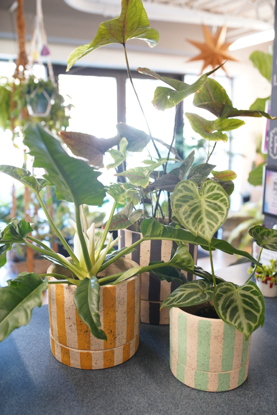 Three potted houseplants arranged on a tabletop in a bright indoor setting. The plants include a tall Anthurium, a Calathea with variegated heart leaves, and a smaller plant with green-and-white marbled leaves.