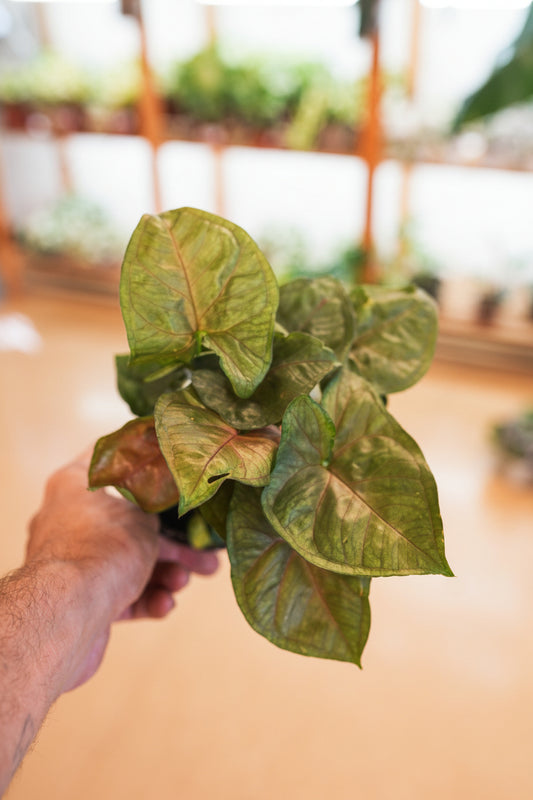 Hand holding a leafy green plant with a blurred indoor setting