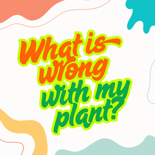 What Is Wrong With My Plant? - Saturday, September 6