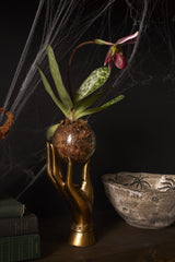 Hand Terrarium