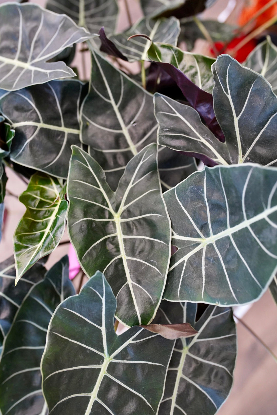Alocasia longiloba 'Dragon's Tooth'