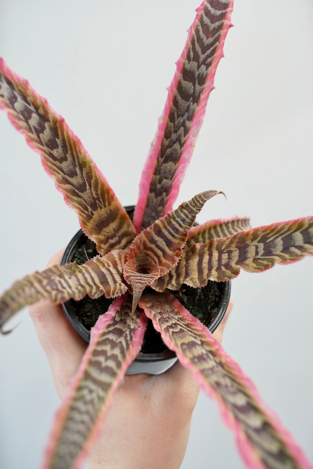 Cryptanthus 'Elaine' | Bromeliad Plant