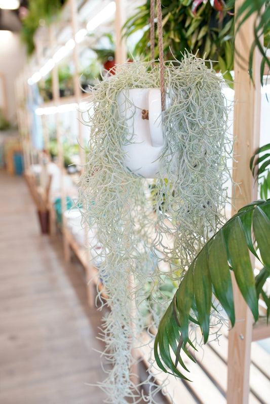 Tillandsia - Air Plants