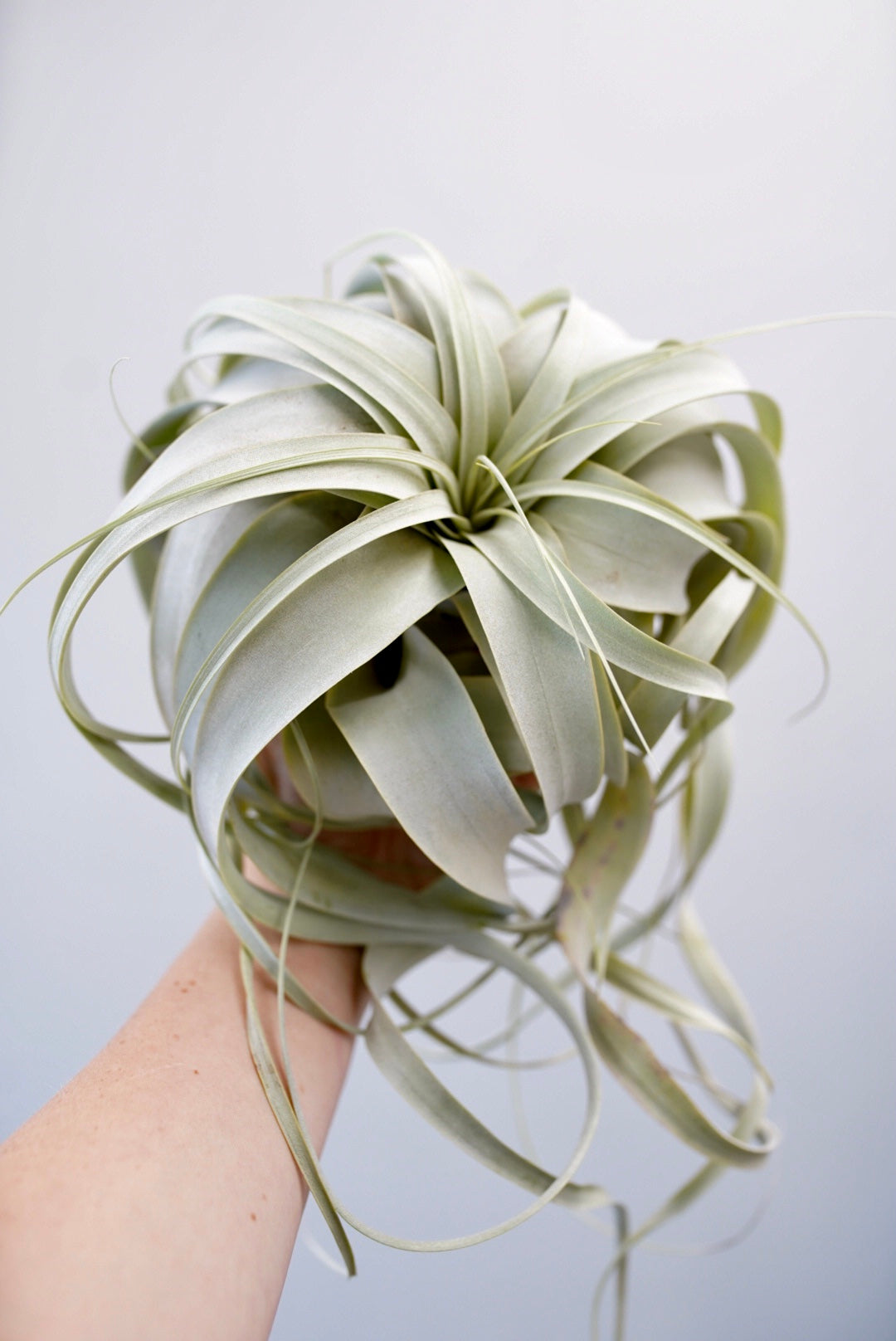 air plants los angeles Tillandsia - Air Plants | Live Easy Houseplants