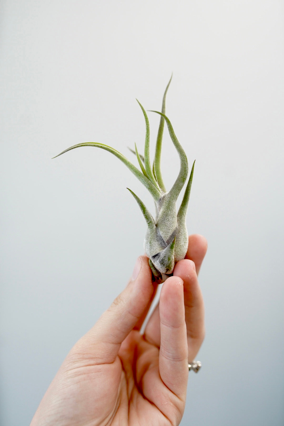 air plant small Tillandsia - Air Plants | Live Easy Houseplants