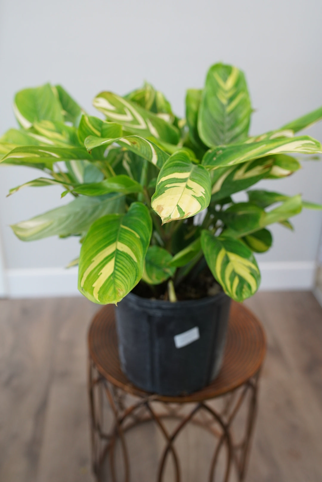 Ctenanthe lubbersiana 'Never Never'
