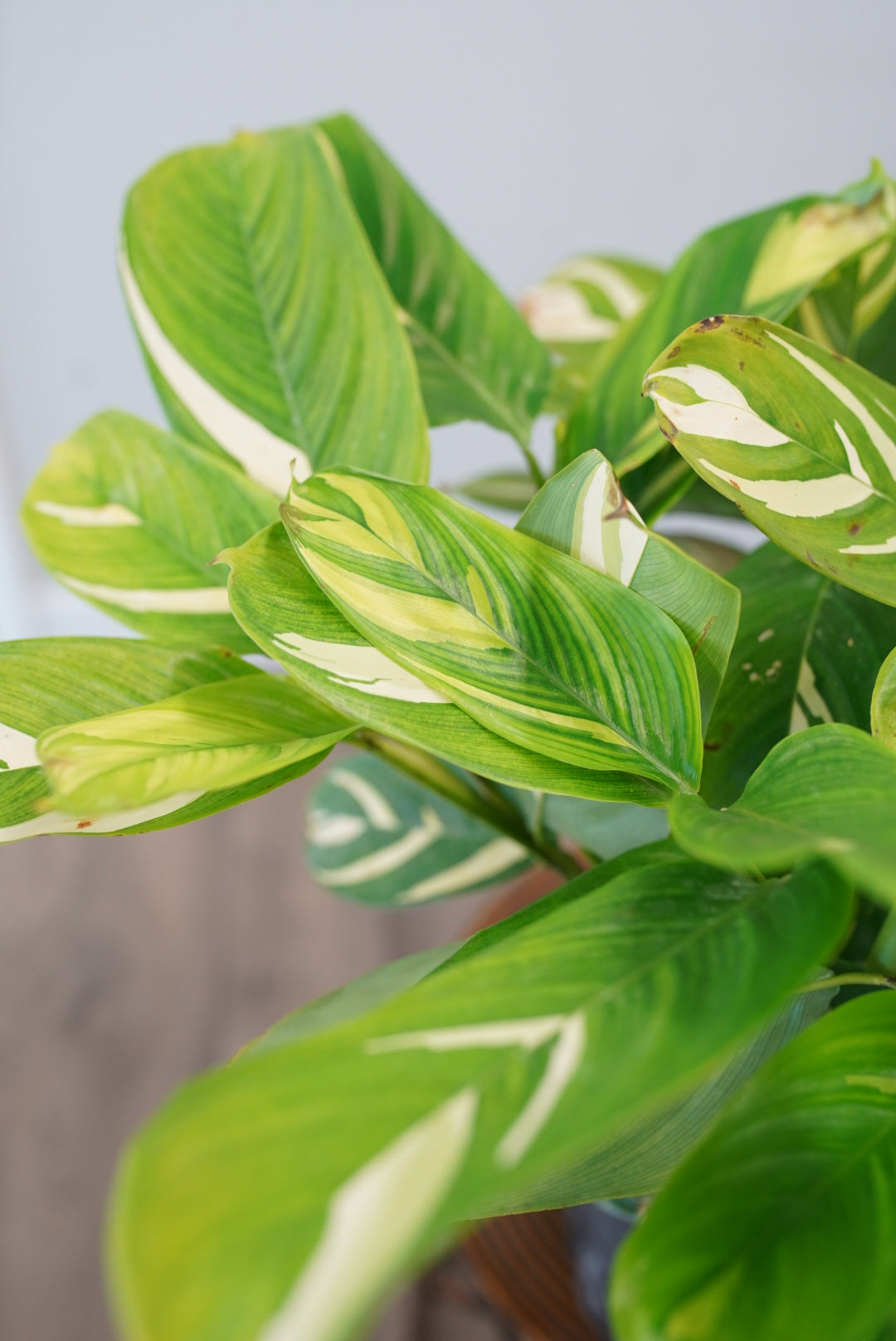 Ctenanthe lubbersiana 'Never Never'