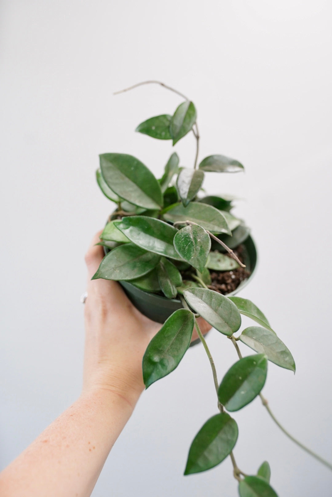 hand holding a hoya carnosa against a white background