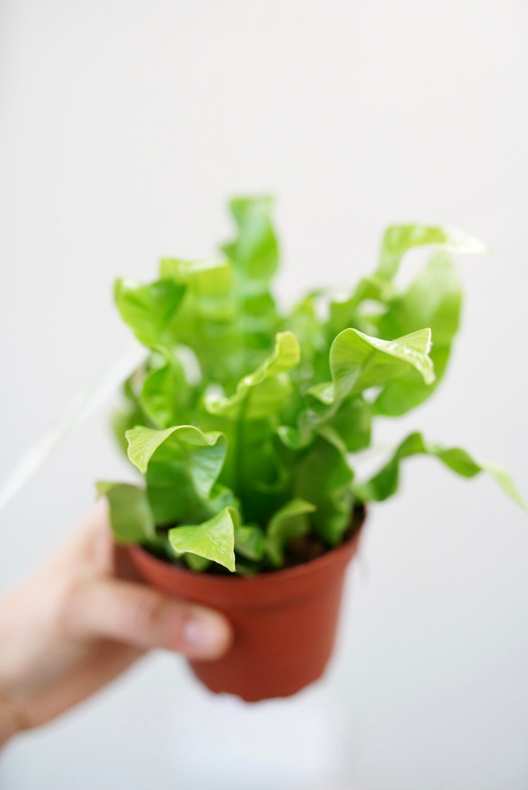 Crispy Wave Fern