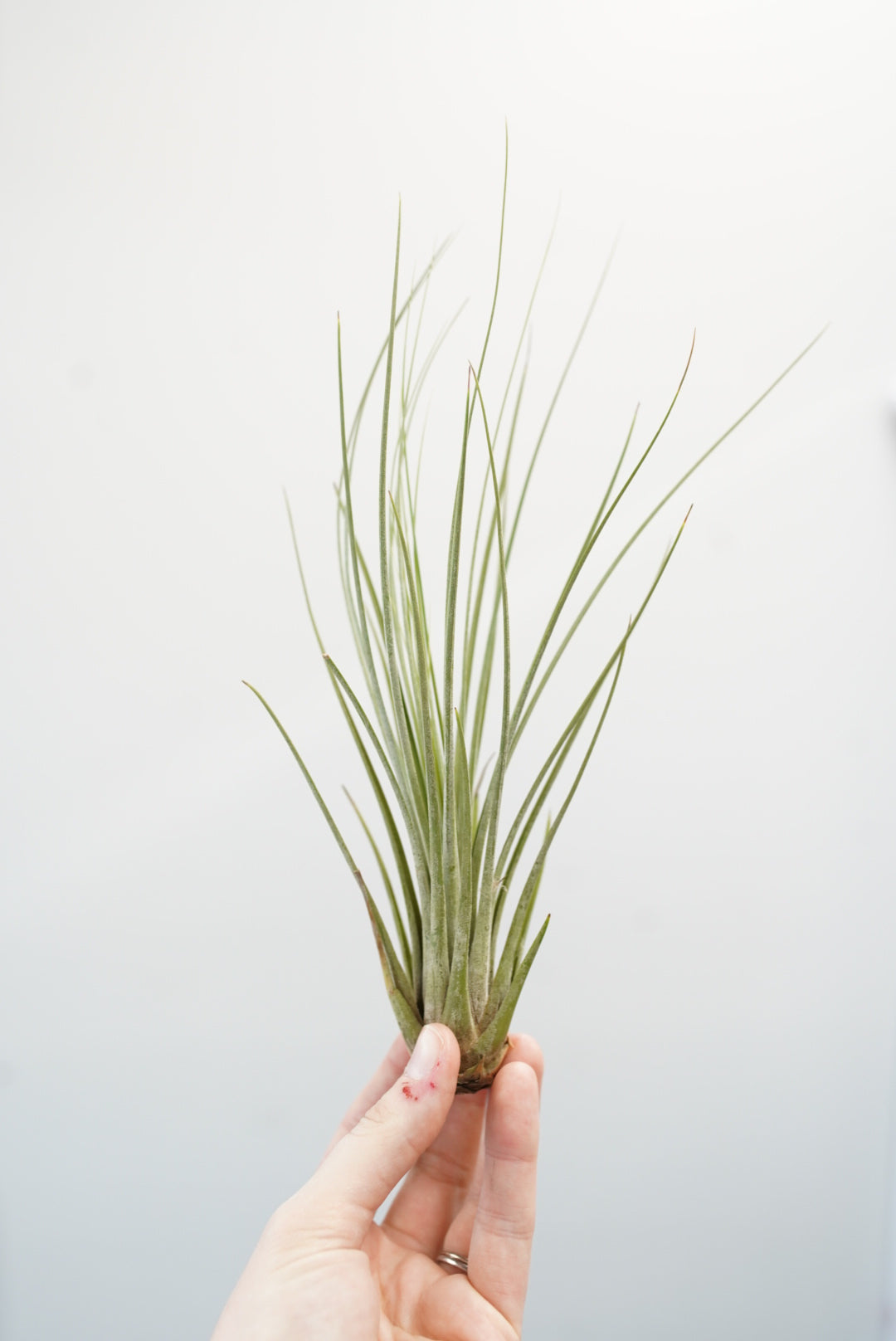 small air plants Tillandsia - Air Plants | Live Easy Houseplants
