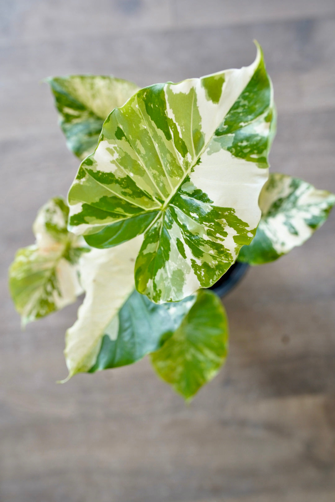 Alocasia odora 'Aurea Variegata'
