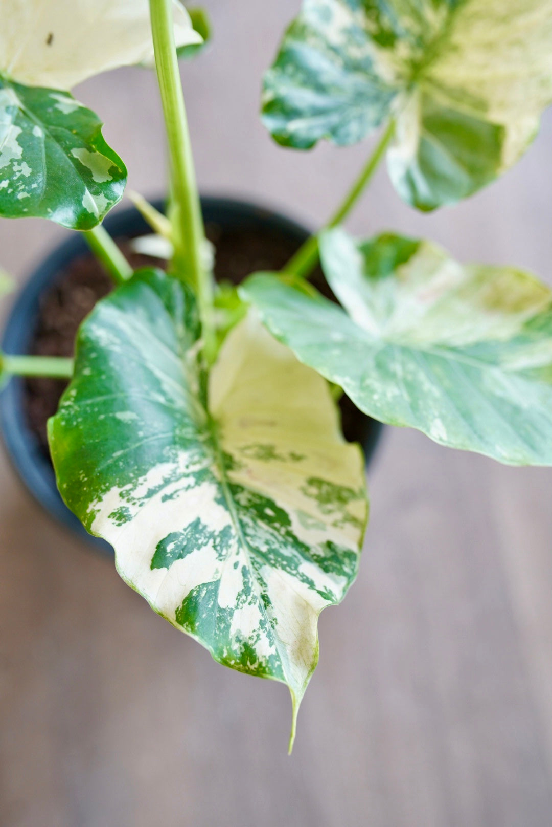 Alocasia odora 'Aurea Variegata'