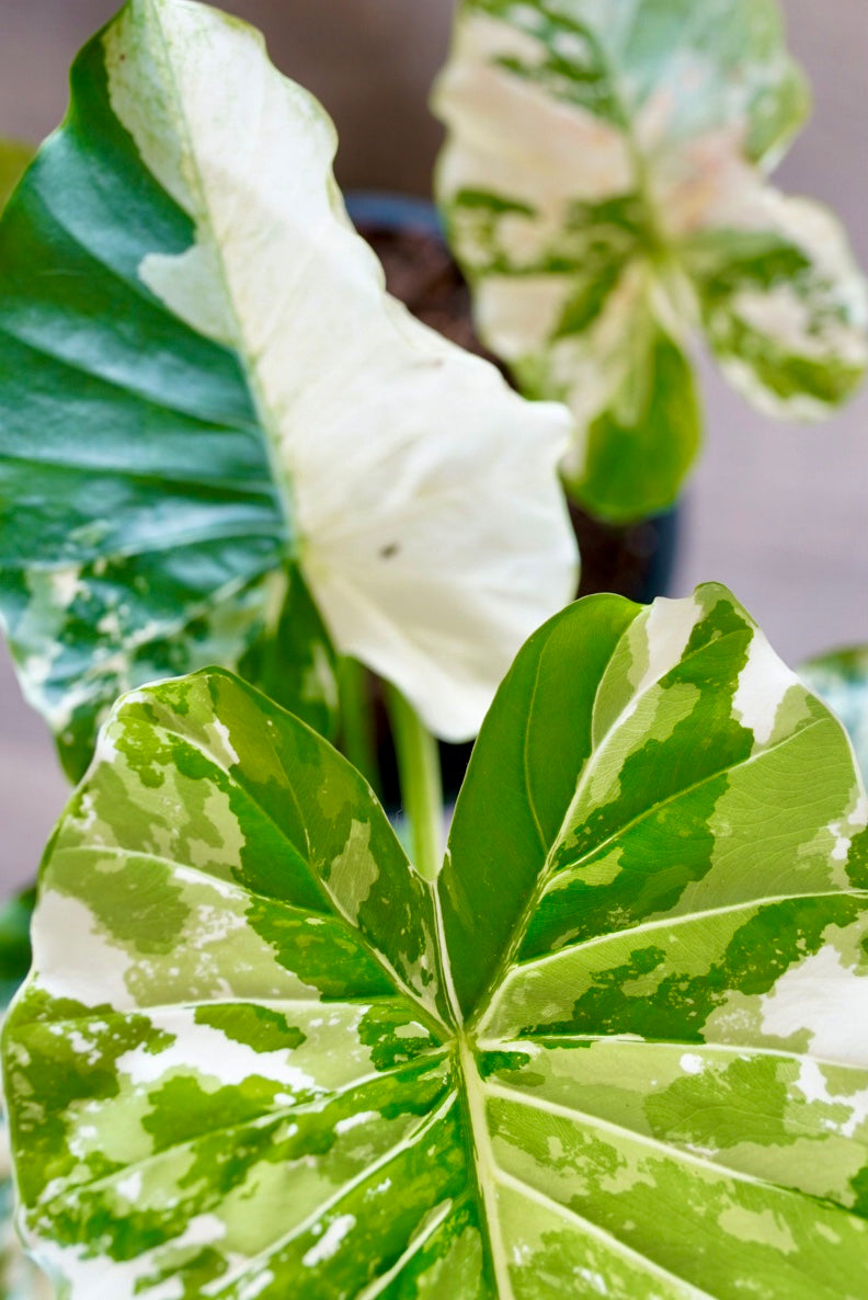Alocasia odora 'Aurea Variegata'