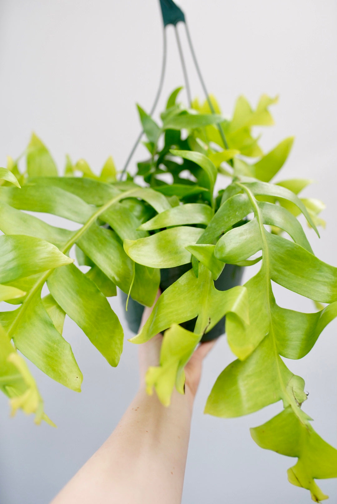 Shark Tooth Fern Epiphyllum - Cactus