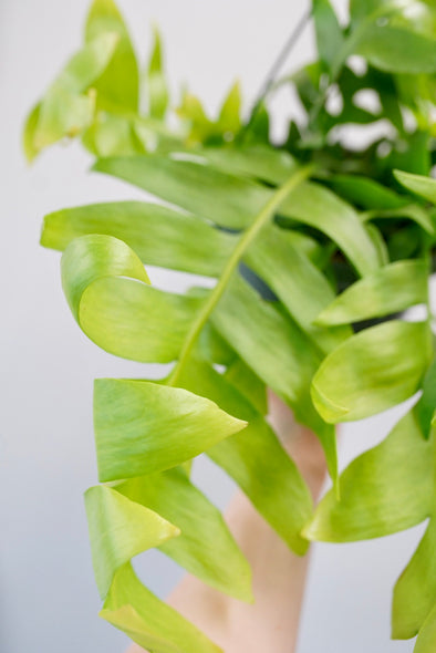 Shark Tooth Fern Epiphyllum - Cactus