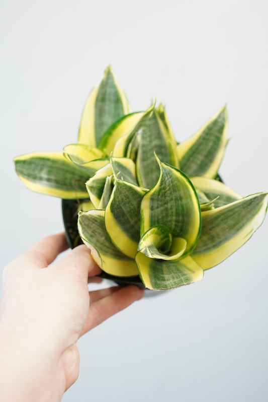 Bird’s Nest Sansevieria ‘Gold Hahnii’