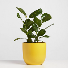 5” Ceramic Egg Planter