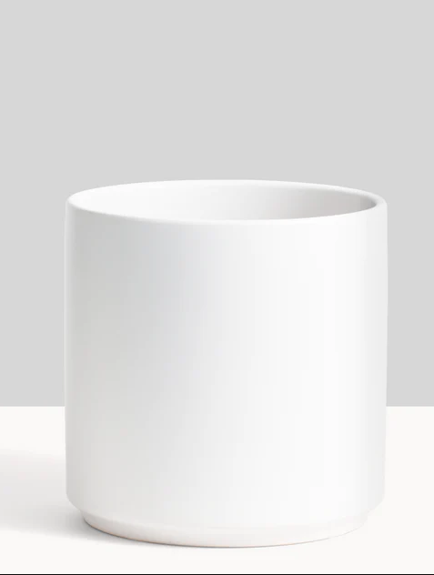 white cylinder shaped modern planter