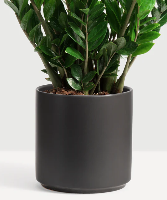 black planter with ZZ plant