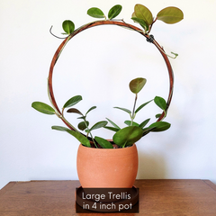Wooden Hoop Trellis