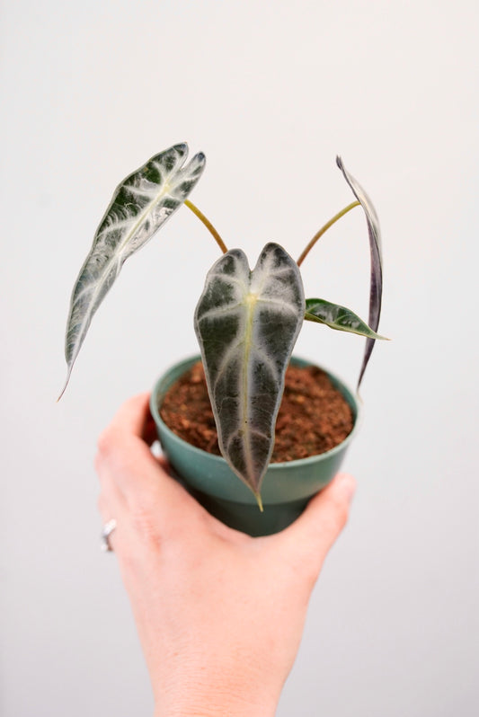 hand holding an alocasia bambino