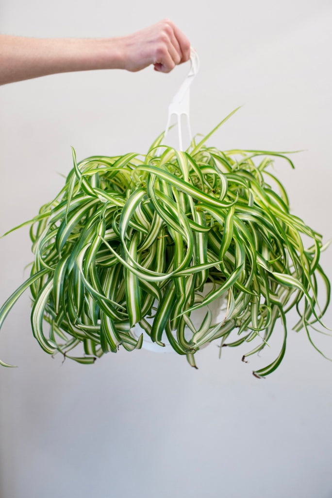 Bonnie Spider Plant (curly)