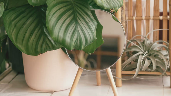 Calathea Beauty Star