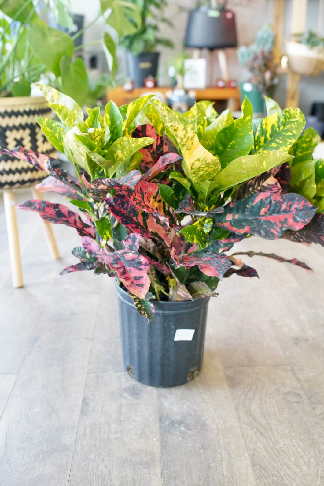Croton Magnificent