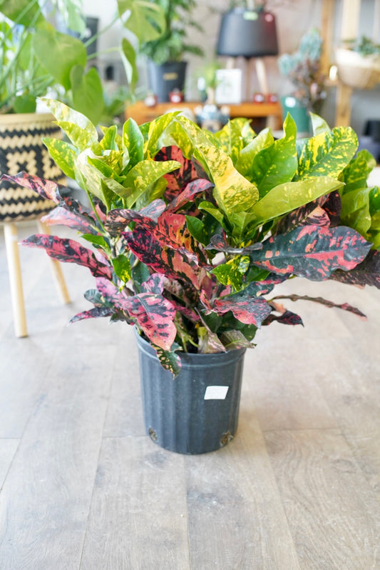 Croton Magnificent