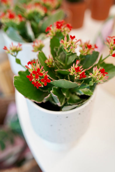 Candy Cane Kalanchoe