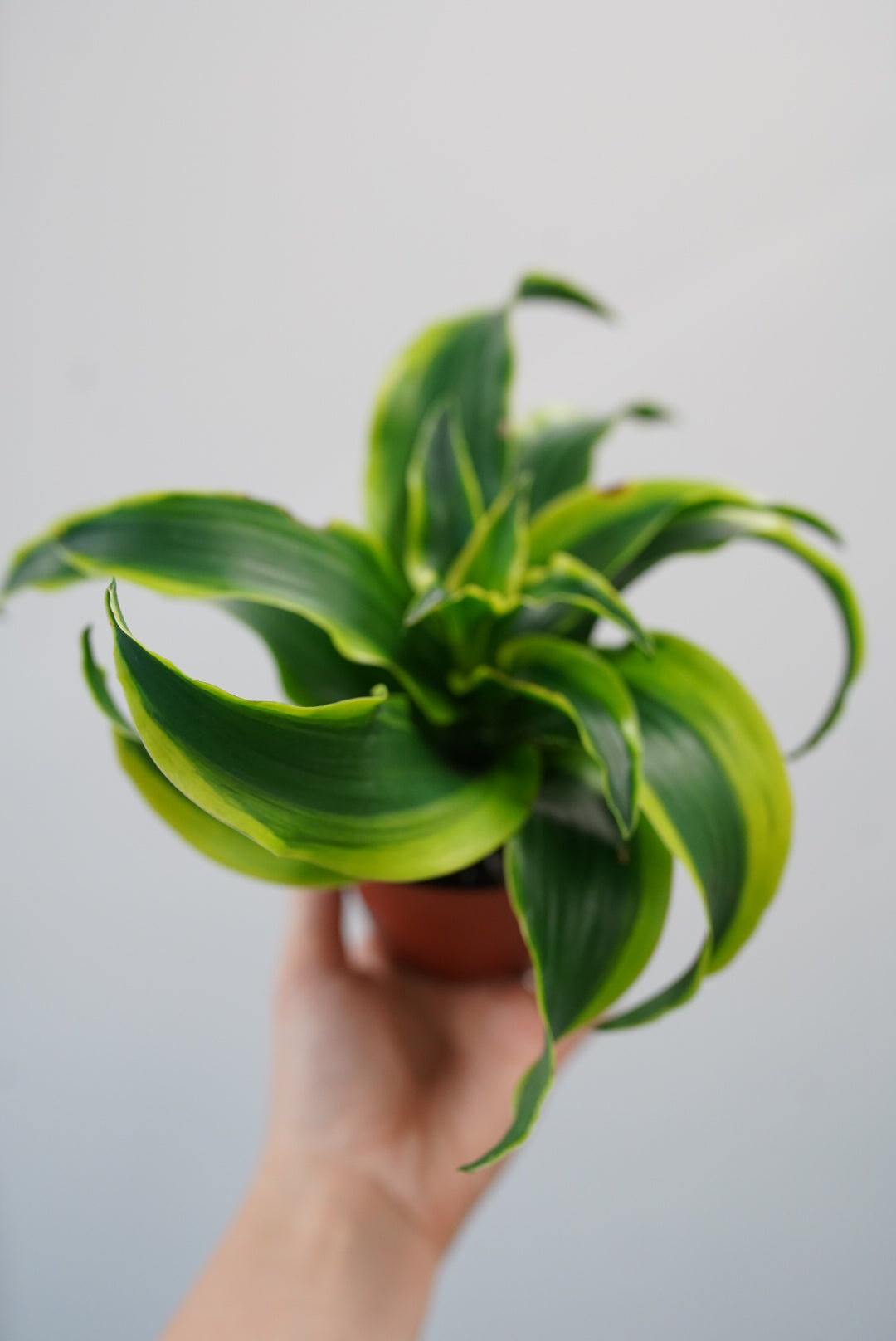 dracaena tornado