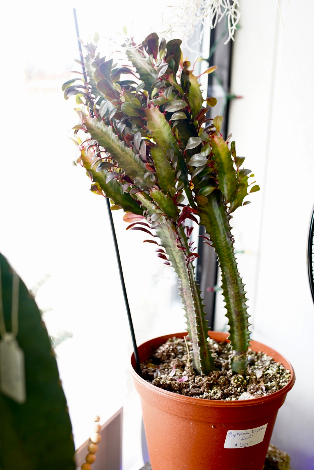 Euphorbia Trigona 'Red'