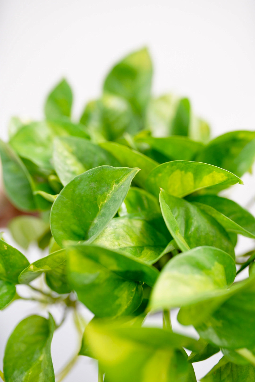 Epipremnum Aureum 'Global Green' Pothos