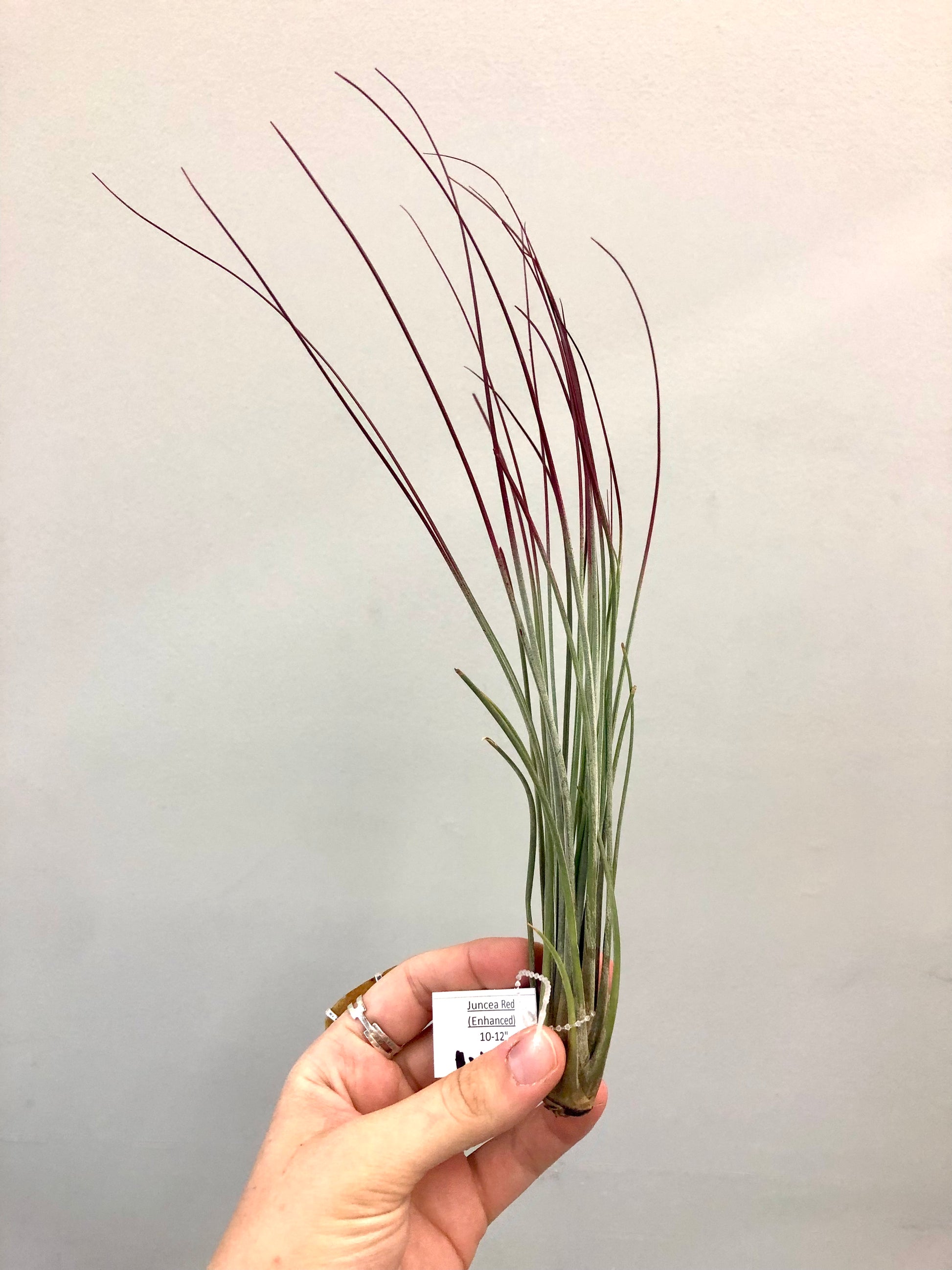 juncea air plant Tillandsia - Air Plants | Live Easy Houseplants