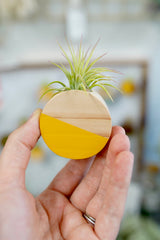 Wooden Air Plant Magnets