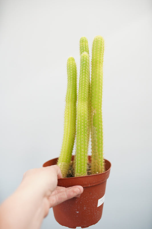 Rat Tail Cactus - Disocactus Flagelliformis