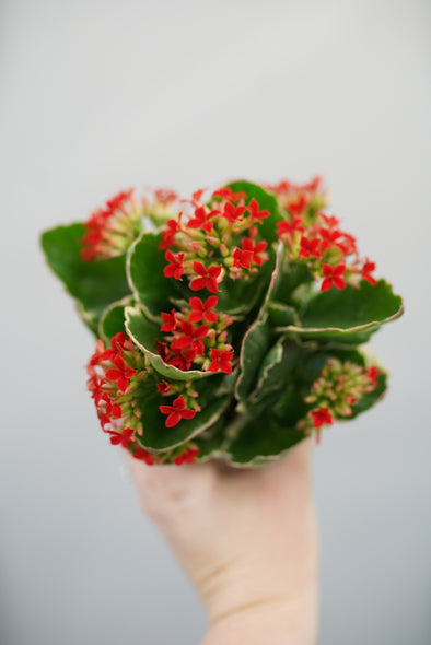 Candy Cane Kalanchoe