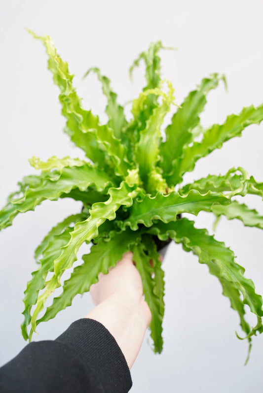 Victoria Birds Nest Fern