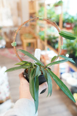 Wooden Hoop Trellis