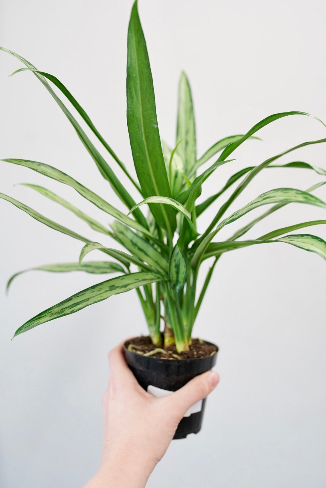 Aglaonema 'Cutlass' Chinese Evergreen