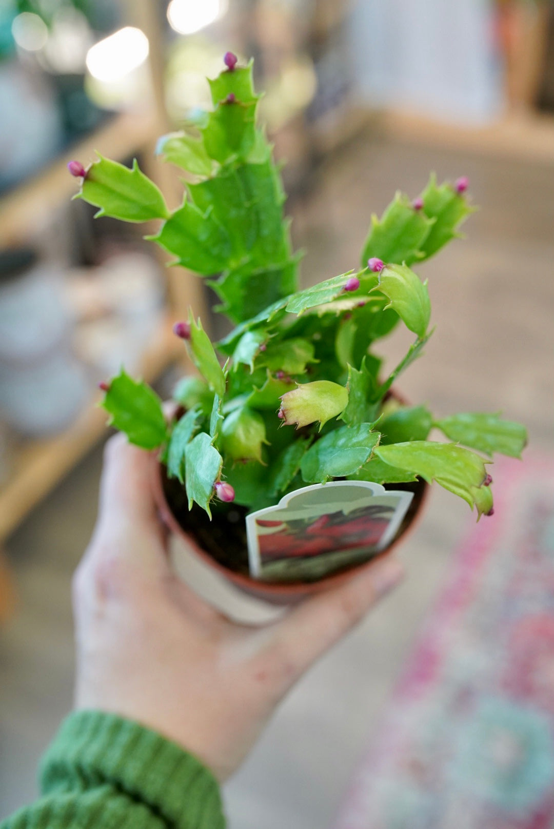 Holiday 'Christmas' Cactus