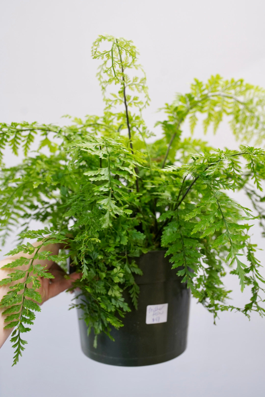 Asplenium bulbiferum 'Mother Fern'